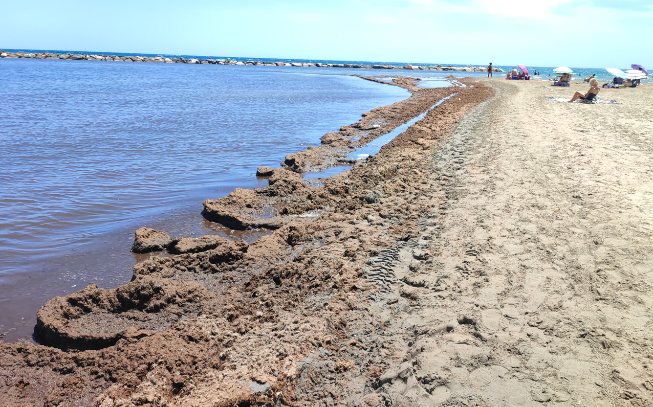 Las algas de la playa no son desechos Hogar Mediterráneo